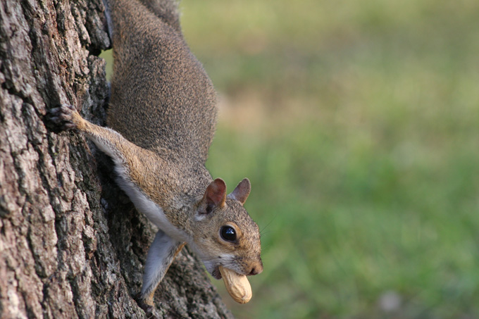 USF Squirrel